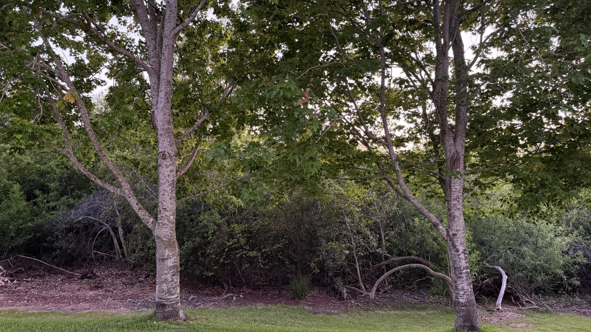 Wildlife habitat Carrollwood Florida