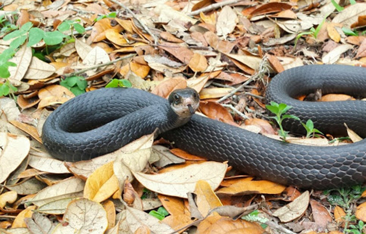 Snake removal Tampa Bay Florida